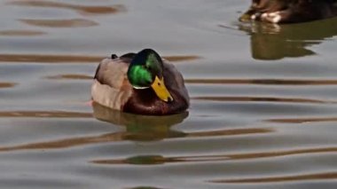 Yaban ördeği ya da yaban ördeği, Anas platyrhynchos, ılıman ve subtropikal Amerika, Avrasya ve Kuzey Afrika 'da yetişen bir ördektir.