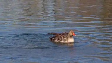 Anser anser, Anatidae familyasından Anatidae familyasından bir kaz türü..