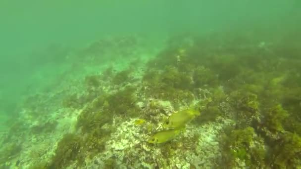 Schöne Bunte Korallenriffe Und Tropische Fische Unter Wasser Bei Sainte — Stockvideo