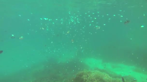 Belo Recife Coral Colorido Peixes Tropicais Subaquáticos Sainte Anne Seychelles — Vídeo de Stock