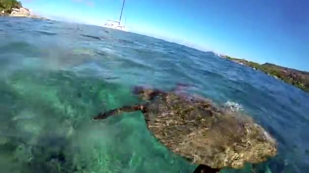 Närbild Hawksbill Havssköldpadda Simning Indiska Oceanen Coco Islands Seychellerna — Stockvideo
