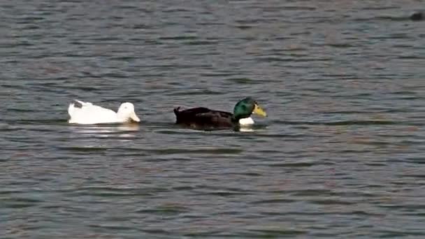 Canard Colvert Canard Sauvage Anas Platyrhynchos Est Canard Barboteur Qui — Video