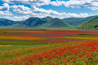 Castelluccio di Norcia 'da gelincikler ve çiçek açan mercimek, ulusal park sibillini dağları, İtalya, Avrupa