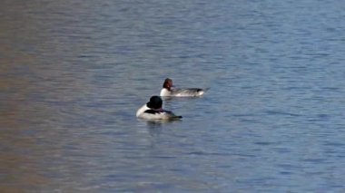 Münih 'teki İngiliz Bahçesi' nde Kleinhesseloher Gölü 'nde yüzen Merganser, Goosander ve Mergus merganser.