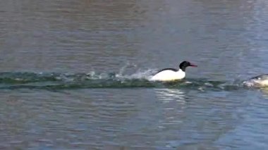 Münih 'teki İngiliz Bahçesi' nde Kleinhesseloher Gölü 'nde yüzen Merganser, Goosander ve Mergus merganser.