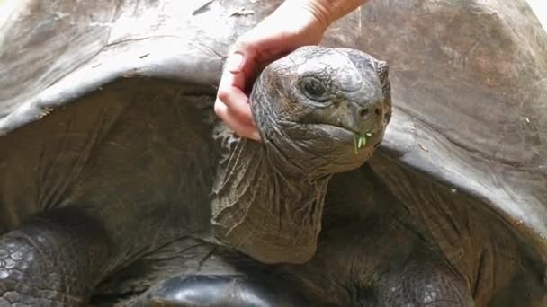 Reuzenschildpad Van Aldabra Aldabrachelys Gigantea Curieuse Eiland Het Gebied Van — Stockvideo