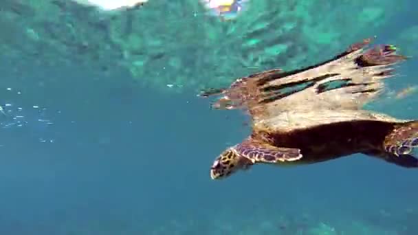Seyşeller Deki Coco Adaları Nda Hint Okyanusunda Yüzen Hawksbill Deniz — Stok video