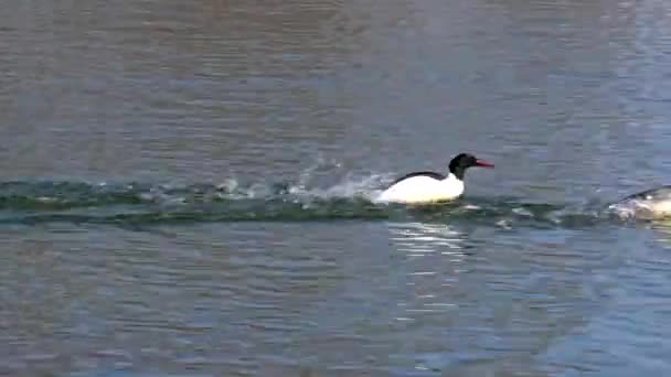 Common Merganser Goosander Mergus Merganser Nadando Lago Kleinhesseloher Jardín Inglés — Vídeo de stock