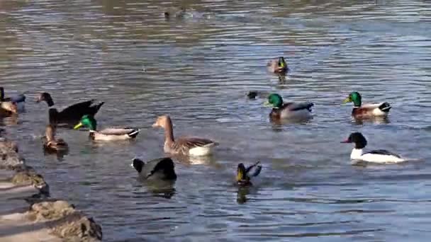 Die Stockente Oder Wildente Anas Platyrhynchos Ist Eine Stampfende Ente — Stockvideo