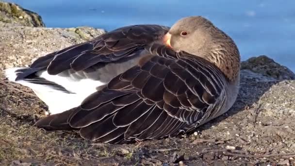 Grylag Husa Anser Anser Druh Velké Husy Čeledi Vodních Ptáků — Stock video