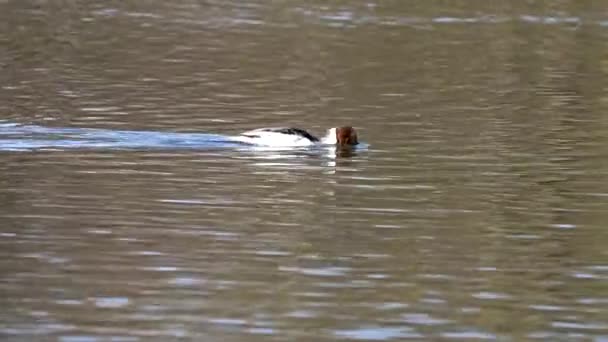 Common Merganser Goosander Mergus Merganser Nadando Lago Kleinhesseloher Jardín Inglés — Vídeo de stock