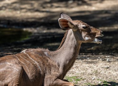 Taurotragus antilobu olarak da bilinen antilop, Doğu ve Güney Afrika 'da bulunan bir bozkır ve antiloptur..