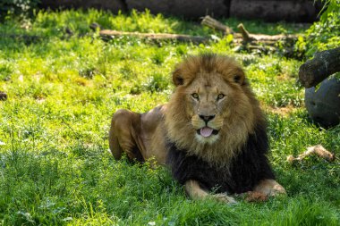 Aslan, Panthera leo, Panthera cinsindeki dört büyük kediden biridir ve Felidae familyasının bir üyesidir..