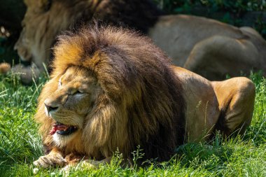 Aslan, Panthera leo, Panthera cinsindeki dört büyük kediden biridir ve Felidae familyasının bir üyesidir..