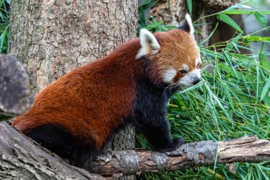 Kırmızı panda, Ailurus fulgens, daha küçük panda ve kırmızı kedi ayı olarak da bilinir..