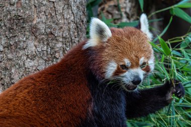 Kırmızı panda, Ailurus fulgens, daha küçük panda ve kırmızı kedi ayı olarak da bilinir..