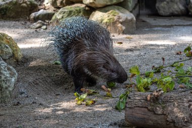 Hint armalı kirpi (
