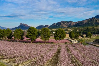 Cieza La Torre 'da şeftali çiçeği. Murcia bölgesindeki Cieza 'da çiçek açan şeftali ağaçlarının fotoğrafları. Şeftali, erik ve nektarin ağaçları. İspanya