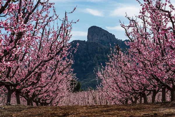 Peach blossom in Cieza, Mirador del Soto de la Zarzuela. Photography of a blossoming of peach trees in Cieza in the Murcia region. Peach, plum and nectarine trees. Spain