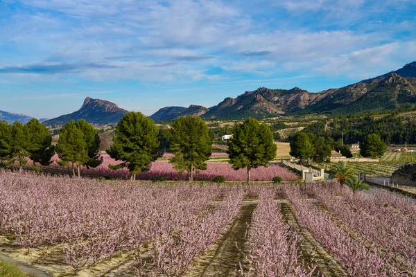 Peach blossom in Cieza La Torre. Photography of a blossoming of peach trees in Cieza in the Murcia region. Peach, plum and nectarine trees. Spain