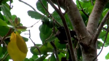 Uçan tilkiler, en büyük yarasalar, genellikle Güneydoğu Asya, Tayland 'daki Similan adalarında bulunabilir.