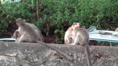 Bir grup Macak Kumily, Periyar Ulusal Parkı, Kerala, Hindistan 'da oynuyor. Bonnet Macaque, Hindistan 'ın güneyine özgü bir maymun türü.