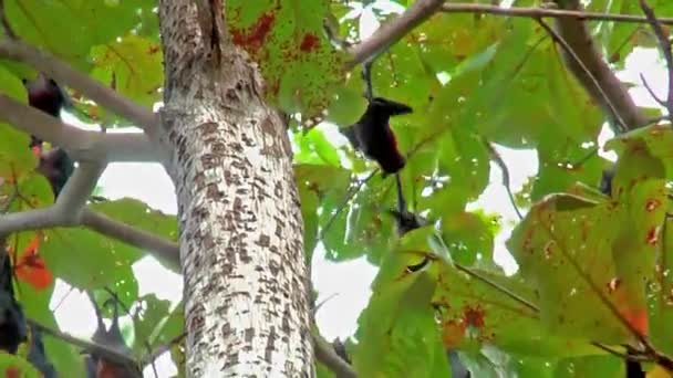 Raposas Voadoras Maior Morcego Geralmente Podem Ser Encontradas Ilhas Semelhantes — Vídeo de Stock