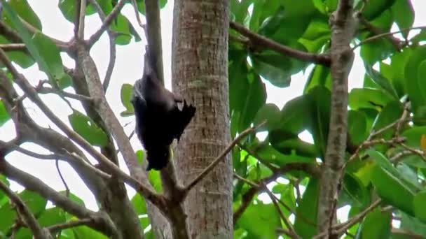 Flygande Rävar Den Största Fladdermusen Finns Allmänhet Similan Öarna Thailand — Stockvideo