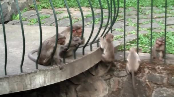 一群猕猴在印度喀拉拉邦佩里亚国家公园的Kumily玩耍 Bonnet Macaque 印度南部特有的一种猴子 — 图库视频影像