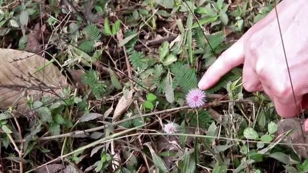 Hermosa Flor Violeta Mimosa Pudica Planta Sensible Touch Plant Tholpetty — Vídeos de Stock
