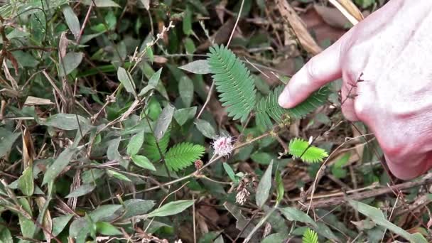 Hermosa Flor Violeta Mimosa Pudica Planta Sensible Touch Plant Tholpetty — Vídeos de Stock