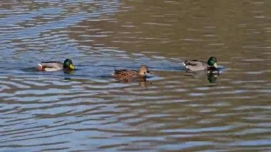 Yaban ördeği ya da yaban ördeği, Anas platyrhynchos, ılıman ve subtropikal Amerika, Avrasya ve Kuzey Afrika 'da yetişen bir ördektir.
