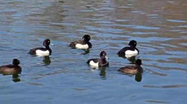 Avrasya yaban ördeği (