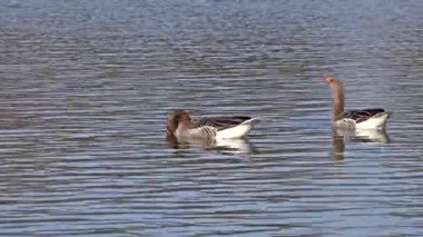 Anser anser, Anatidae familyasından Anatidae familyasından bir kaz türü..