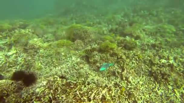 Красивые Красочные Коралловые Рифы Тропические Рыбы Водой Сент Анне Сейшельские — стоковое видео