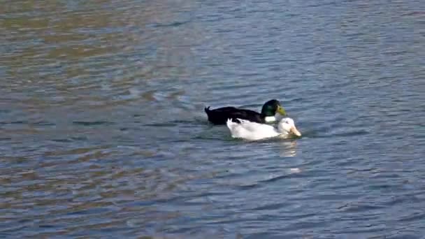 Mallard Wild Duck Anas Platyrhynchos Dabbling Duck Which Breeds Throughout — Stock Video