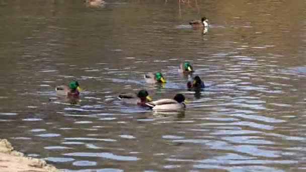 Die Stockente Oder Wildente Anas Platyrhynchos Ist Eine Stampfende Ente — Stockvideo