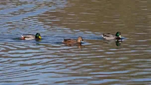 Mallard Anas Platyrhynchos 아메리카 유라시아 북아프리카 전역에서 번식하는 장난기많은 오리이다 — 비디오