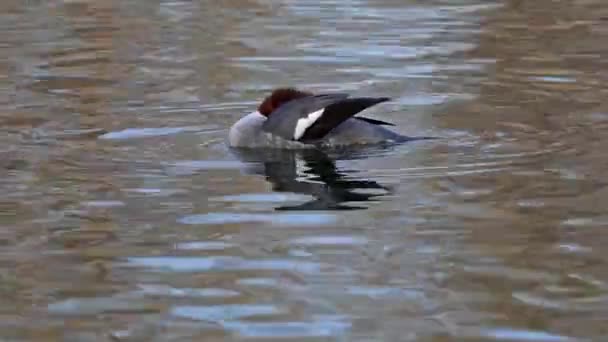 Common Merganser Goosander Mergus Merganser Плаває Озері Kleinhesseloher Англійському Саду — стокове відео