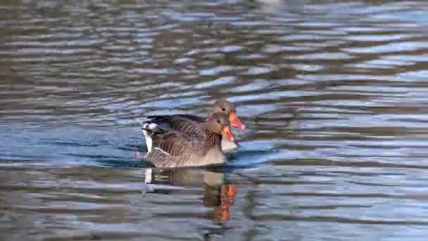 Χήνα Greylag Anser Anser Είναι Ένα Είδος Μεγάλης Χήνας Στην — Αρχείο Βίντεο