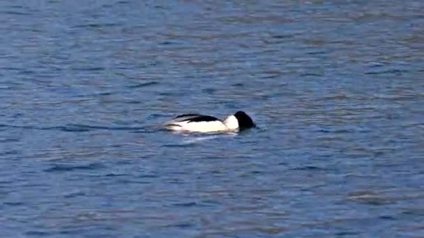 Merganser Goosander Mergus Merganser Berenang Danau Kleinhesseloher Taman Inggris Munich — Stok Video