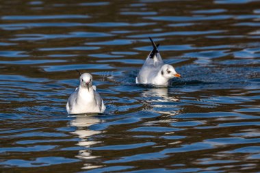 Avrupa ringa martı, Larus argentatus büyük bir martıdır, Batı Avrupa kıyıları boyunca en çok bilinen martılardan biridir.