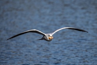 Larus Argentatus, Avrupa 'nın batısındaki tüm martılar arasında en çok bilinen martılardan biri olan büyük bir martıdır. Burada havada uçuyor..