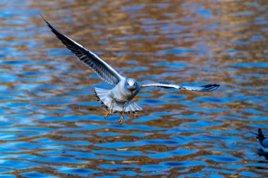 Larus Argentatus, Avrupa 'nın batısındaki tüm martılar arasında en çok bilinen martılardan biri olan büyük bir martıdır. Burada havada uçuyor..