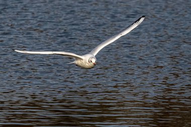 Larus Argentatus, Avrupa 'nın batısındaki tüm martılar arasında en çok bilinen martılardan biri olan büyük bir martıdır. Burada havada uçuyor..
