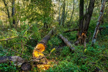 Ismaning, Münih, Almanya 'da Bavyera, Avrupa' da Isar Nehri boyunca ormandaki sonbahar atmosferi