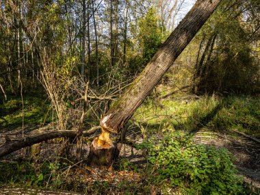 Ismaning, Münih, Almanya 'da Bavyera, Avrupa' da Isar Nehri boyunca ormandaki sonbahar atmosferi