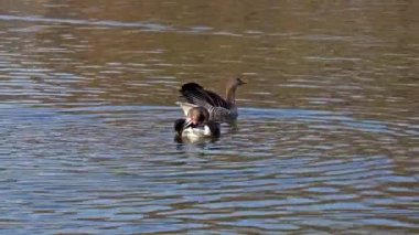 Anser anser, Anatidae familyasından Anatidae familyasından bir kaz türü..