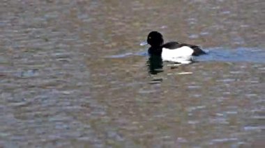 Tufted duck, Aythya fuligula, Almanya 'nın Münih kentindeki İngiliz Bahçesi' nde Kleinhesseloher Gölü 'nde yüzen küçük bir ördek.