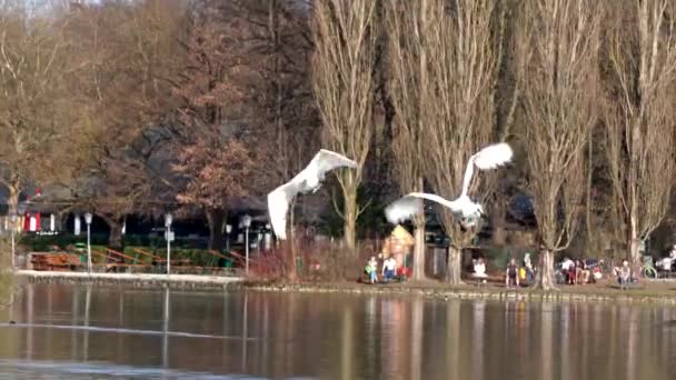 Dilsiz Kuğu Dilsiz Kuğu Anatidae Familyasından Bir Kuğu Türüdür Burada — Stok video